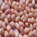 New Crop Peanut Kernel